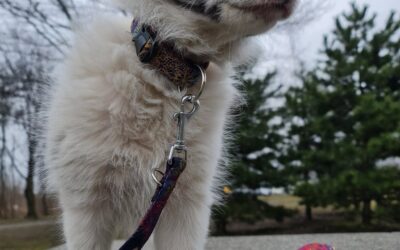 FIRST CHAPTER ma już 10 tygodni.