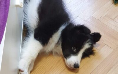 FOREVER FIRST „PAKO”