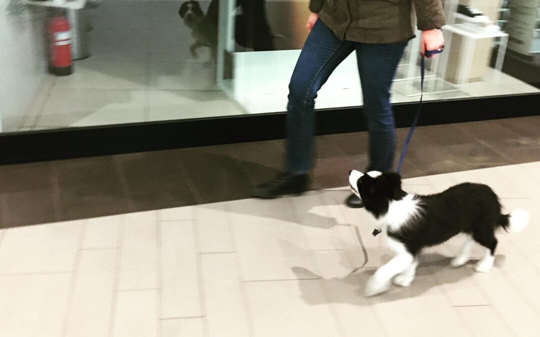 Mikasa – Anidamara FOLLOW TOGETHER