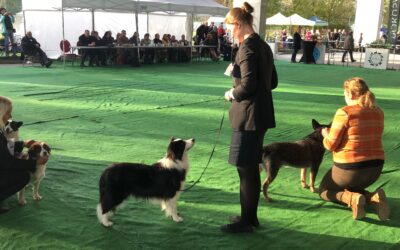 Nasza niesamowita Mikasa