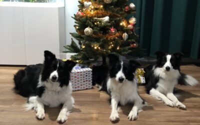 WESOŁYCH ŚWIĄT !!