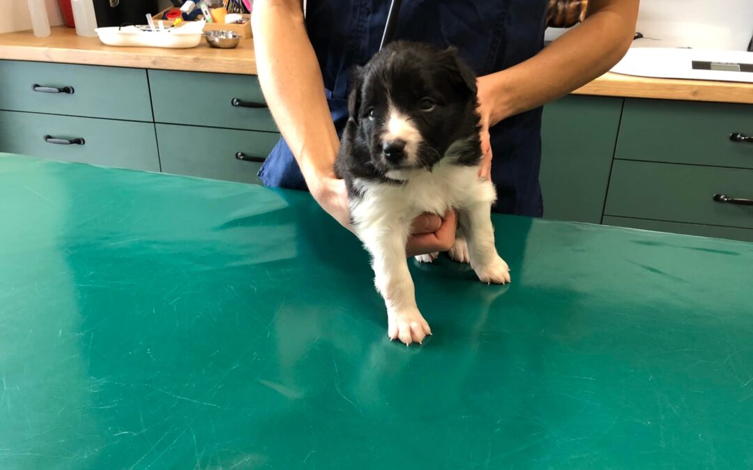 Wizyta u weterynarza