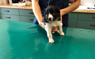 Wizyta u weterynarza