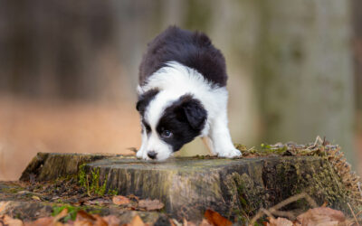 Wolna suczka (Zarezerwowana)