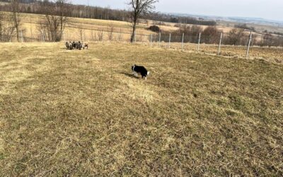 Przestawiamy ogrodzenie