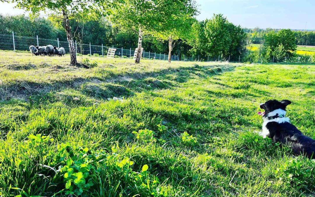 Popołudniowy wypas !!