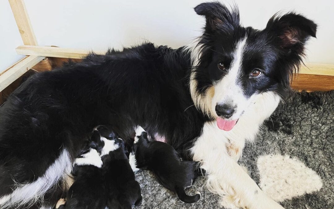 Maluszki z miotu „B”