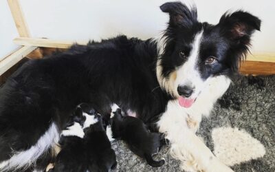 Maluszki z miotu „B”